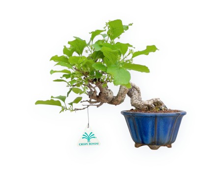 Celastrus Orbiculatus - Claustro Oriental Agridulce - 25 cm