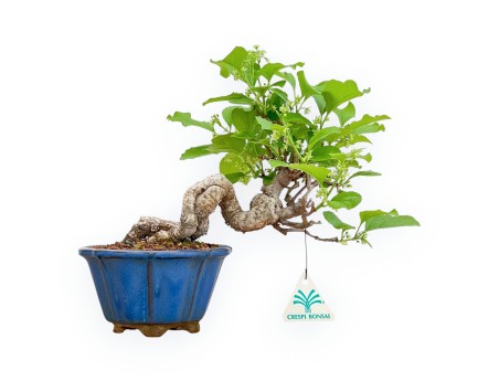 Celastrus Orbiculatus - Claustro Oriental Agridulce - 25 cm