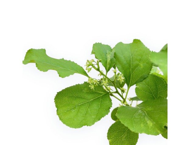 Celastrus Orbiculatus - Boomwurger - 25 cm 2