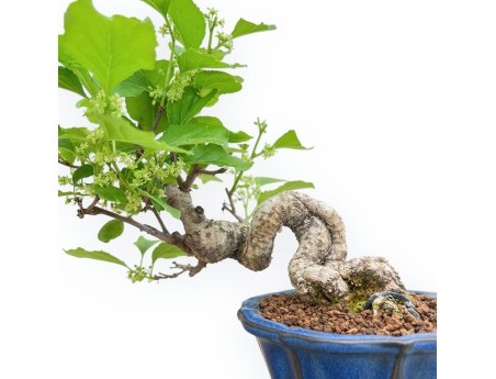 Celastrus Orbiculatus - Claustro Oriental Agridulce - 25 cm