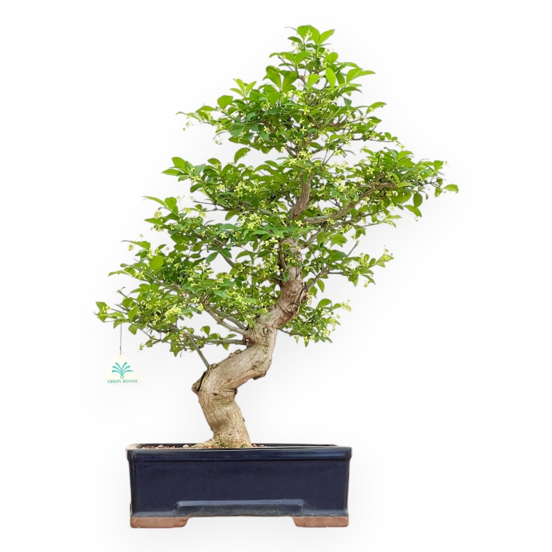 Evonimus Sielbodianus - Evonimo - 57 cm