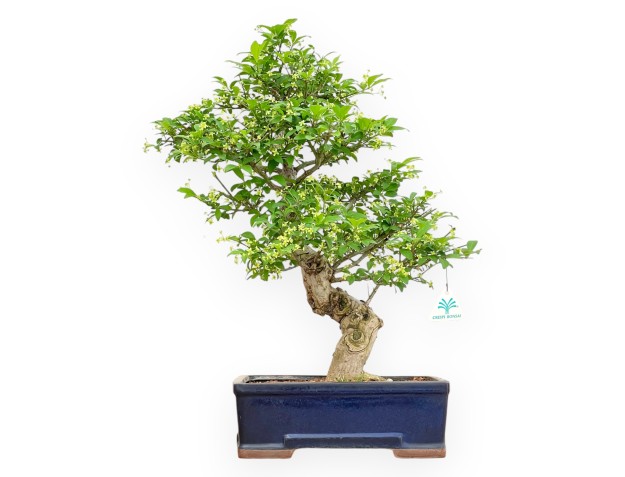 Evonimus Sielbodianus - Spindle - 57 cm