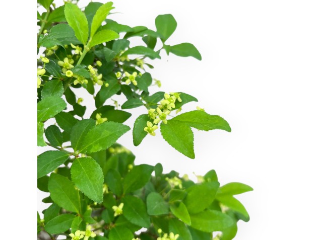 Evonymus Sielbodianus - Evonymus - 60 cm 2