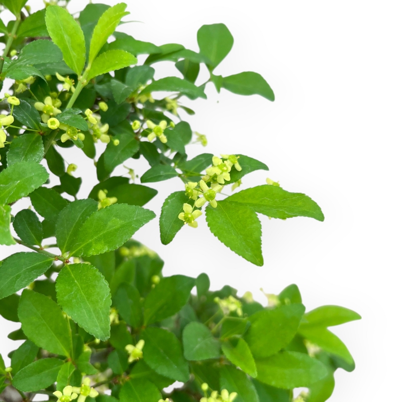 Evonimus Sielbodianus - Evonimo - 60 cm