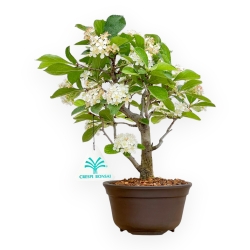 Pourthiaea Villosa - 26 cm