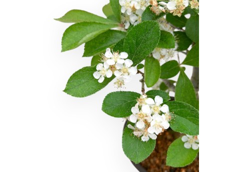 Pourthiaea Villosa - 26 cm