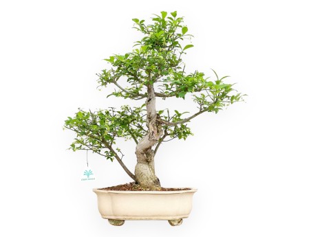 Evonimus Sielbodianus - Spindle - 54 cm