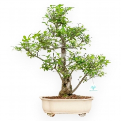 Evonimus Sielbodianus - Spindle - 54 cm