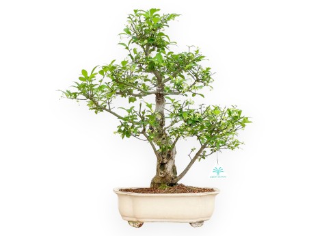 Evonimus Sielbodianus - Spindle - 54 cm