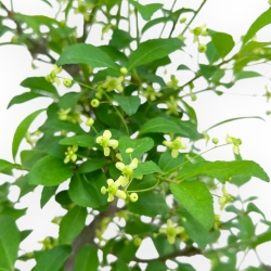 Evonimus Sielbodianus - Spindle - 54 cm