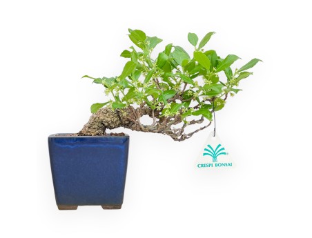 Celastrus Orbiculatus - Celastro - 20 cm