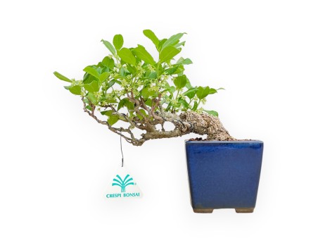 Celastrus Orbiculatus - Celastro - 20 cm