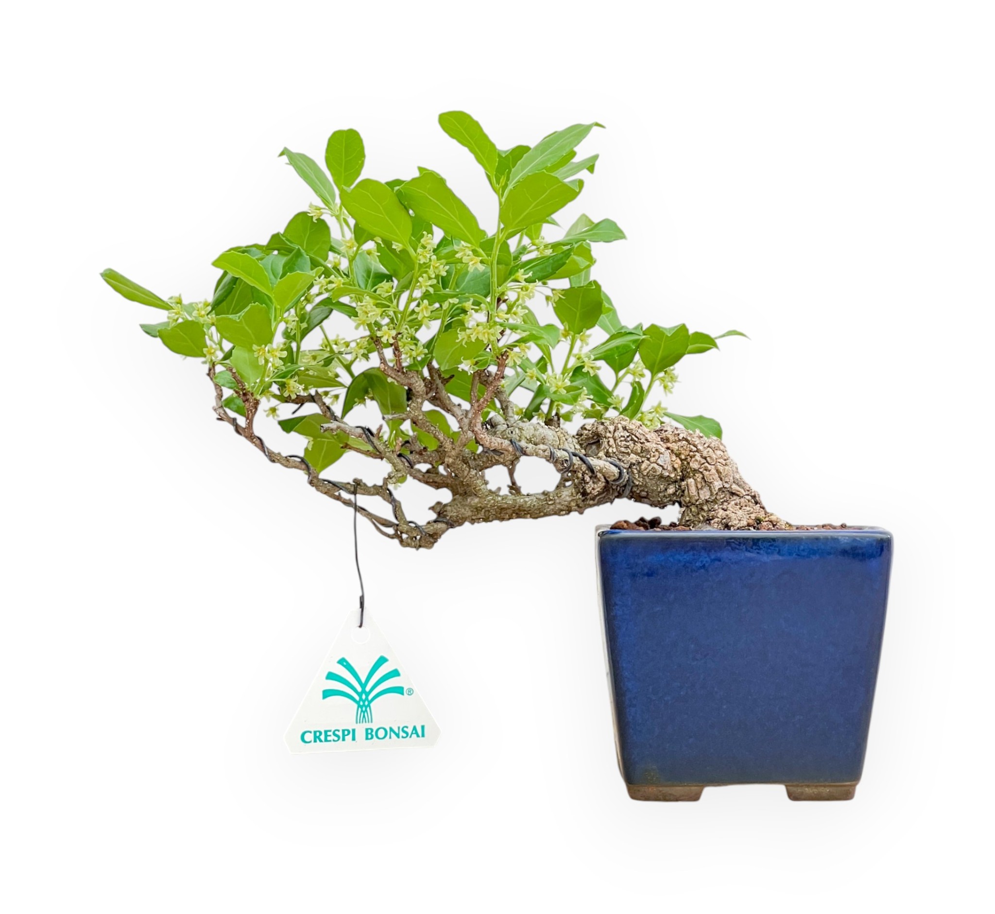 afra bonsai Portulacaria Afra (Mini Jade) Bonsai  Allshapes Bonsai