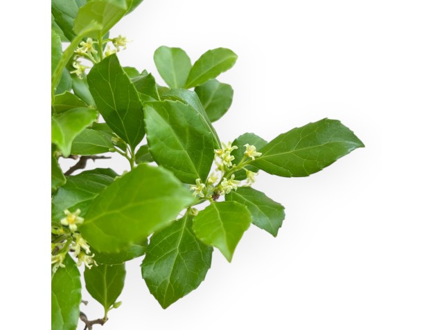 Celastrus Orbiculatus - Celastro - 20 cm 2