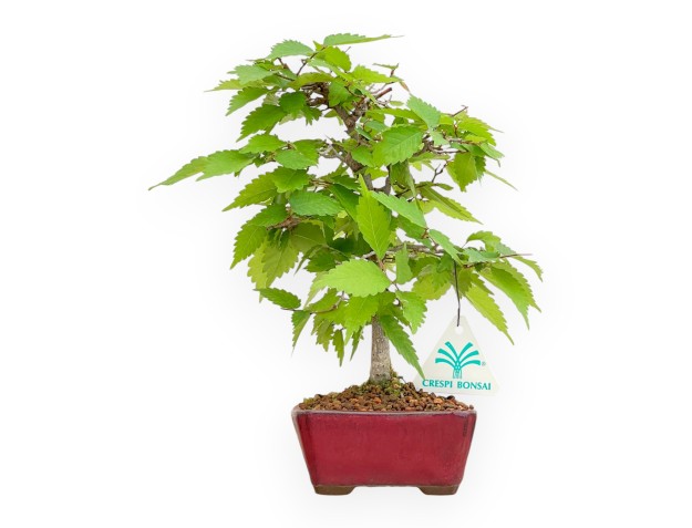 Zelkova Serrata - Elm - 25 cm