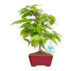 Zelkova Serrata - Orme - 25 cm