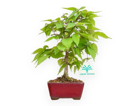 Zelkova Serrata - Ulmen - 25 cm