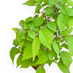 Zelkova Serrata - Orme - 25 cm