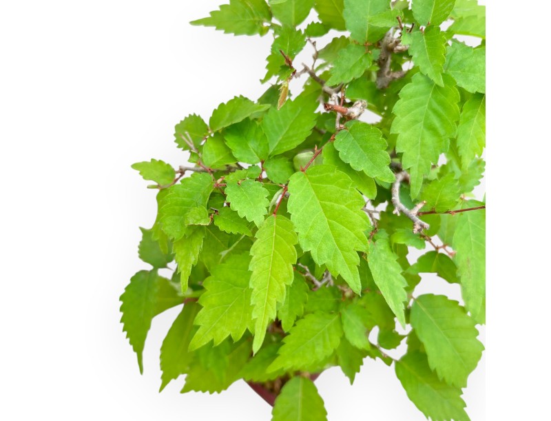 Zelkova Serrata - Iep - 25 cm