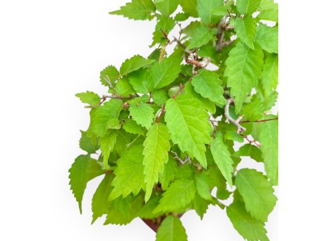 Zelkova Serrata - Ulmen - 25 cm