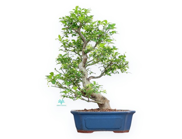 Evonimus Sielbodianus - Spindle - 48 cm