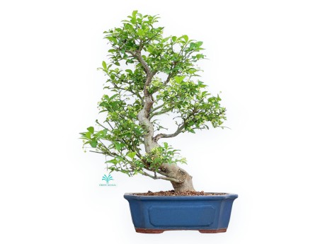 Evonimus Sielbodianus - Spindle - 48 cm