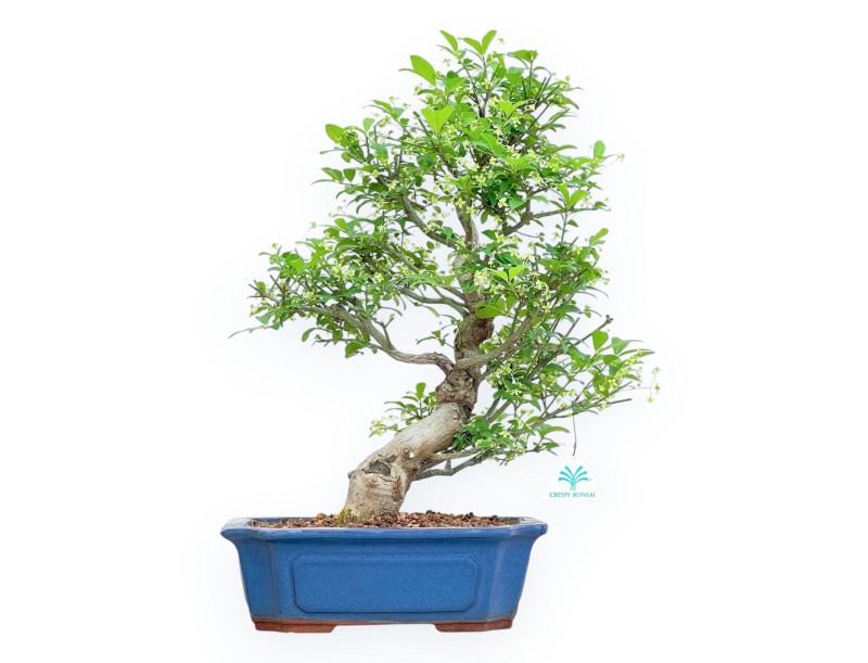 Evonimus Sielbodianus - Spindle - 48 cm