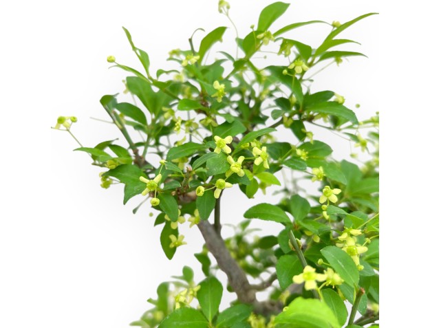 Evonimus Sielbodianus - Spindle - 48 cm 2