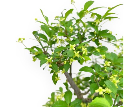 Evonimus Sielbodianus - Spindle - 48 cm