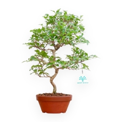 Premna Japonica - 37 cm