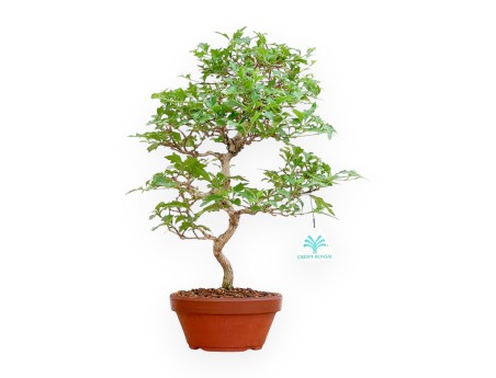 Premna Japonica - 37 cm