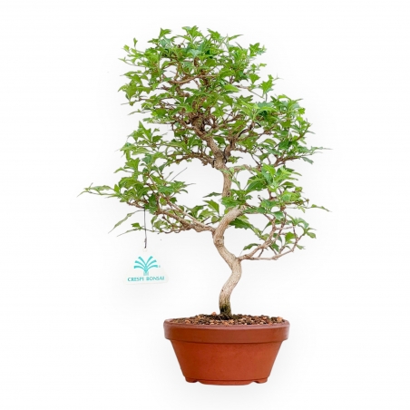 Premna Japonica - 37 cm