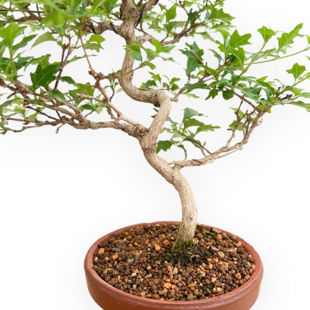 Premna Japonica - 37 cm