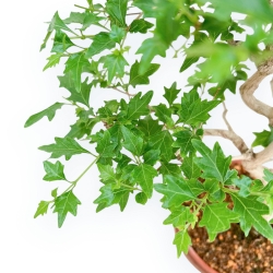 Premna Japonica - 37 cm