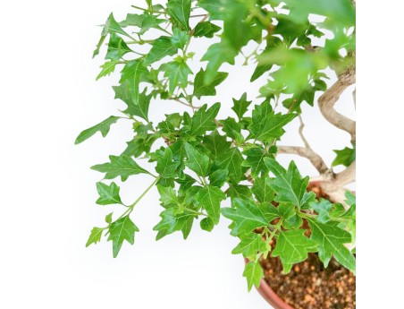 Premna Japonica - 37 cm