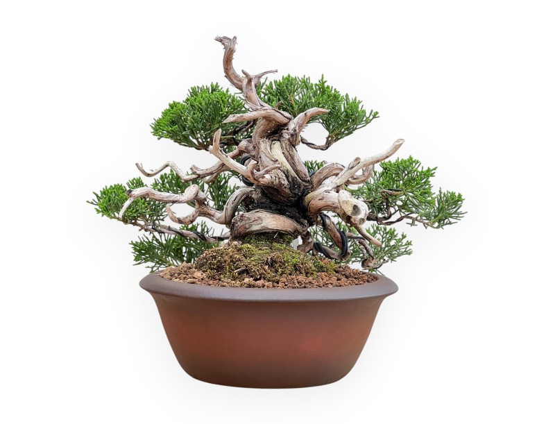 Juniperus Chinensis - Juniper - 22 cm