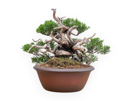 Juniperus Chinensis - Juniper - 22 cm