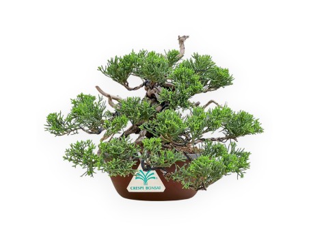 Juniperus Chinensis - Genévrier - 22 cm