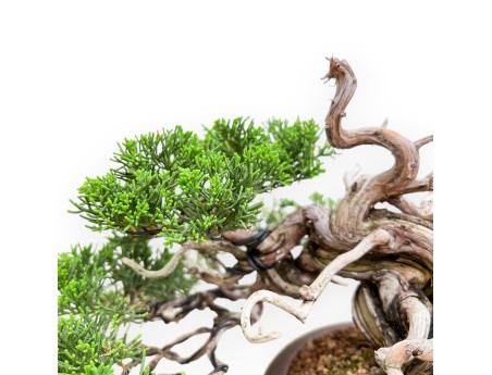 Juniperus Chinensis - Genévrier - 22 cm