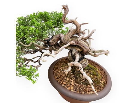 Juniperus Chinensis - Genévrier - 22 cm