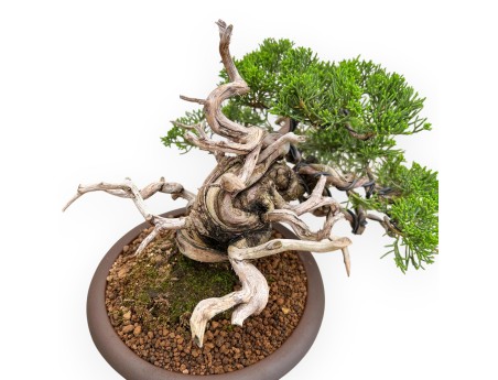 Juniperus Chinensis - Juniper - 22 cm