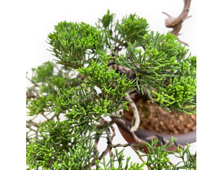 Juniperus Chinensis - Genévrier - 22 cm