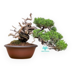 Juniperus Chinensis - Ginepro - 22 cm