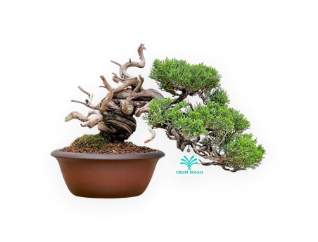 Juniperus Chinensis - Genévrier - 22 cm