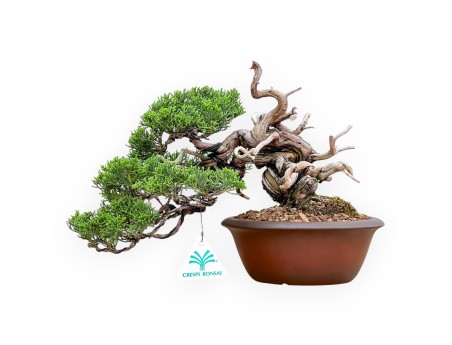 Juniperus Chinensis - Genévrier - 22 cm