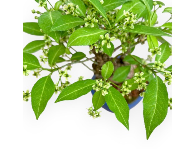 Evonimus Sielbodianus - Spindle - 25 cm 2