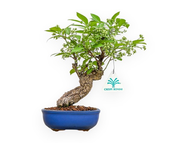 Evonimus Sielbodianus - Spindle - 25 cm