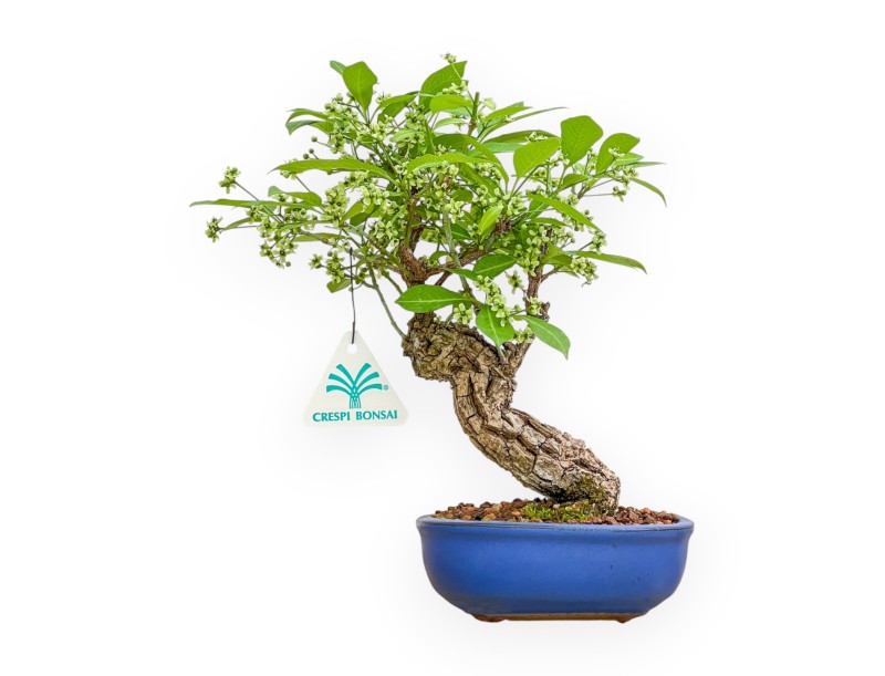 Evonimus Sielbodianus - Evonimo - 25 cm