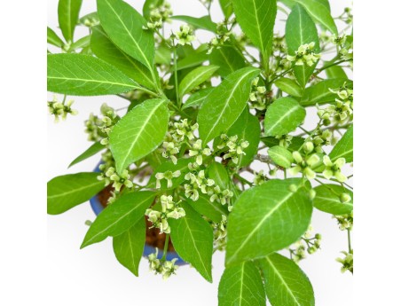 Evonimus Sielbodianus - Evonimo - 25 cm