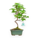 Morus - Gelso - 35 cm